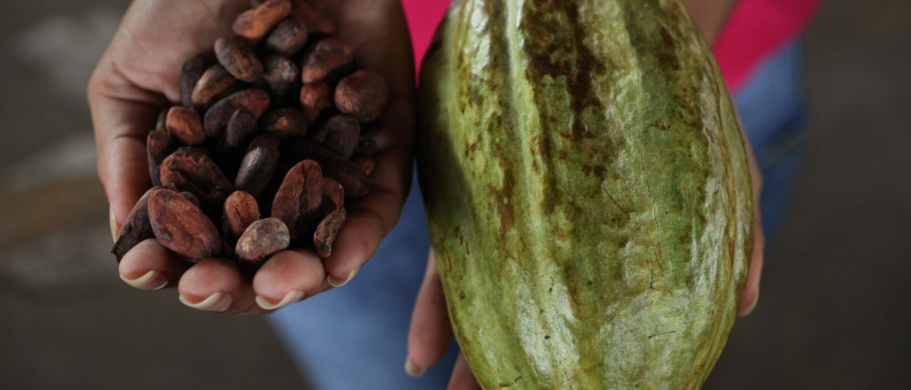 Produttori di cacao