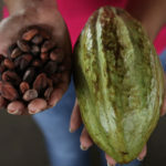 Produttori di cacao