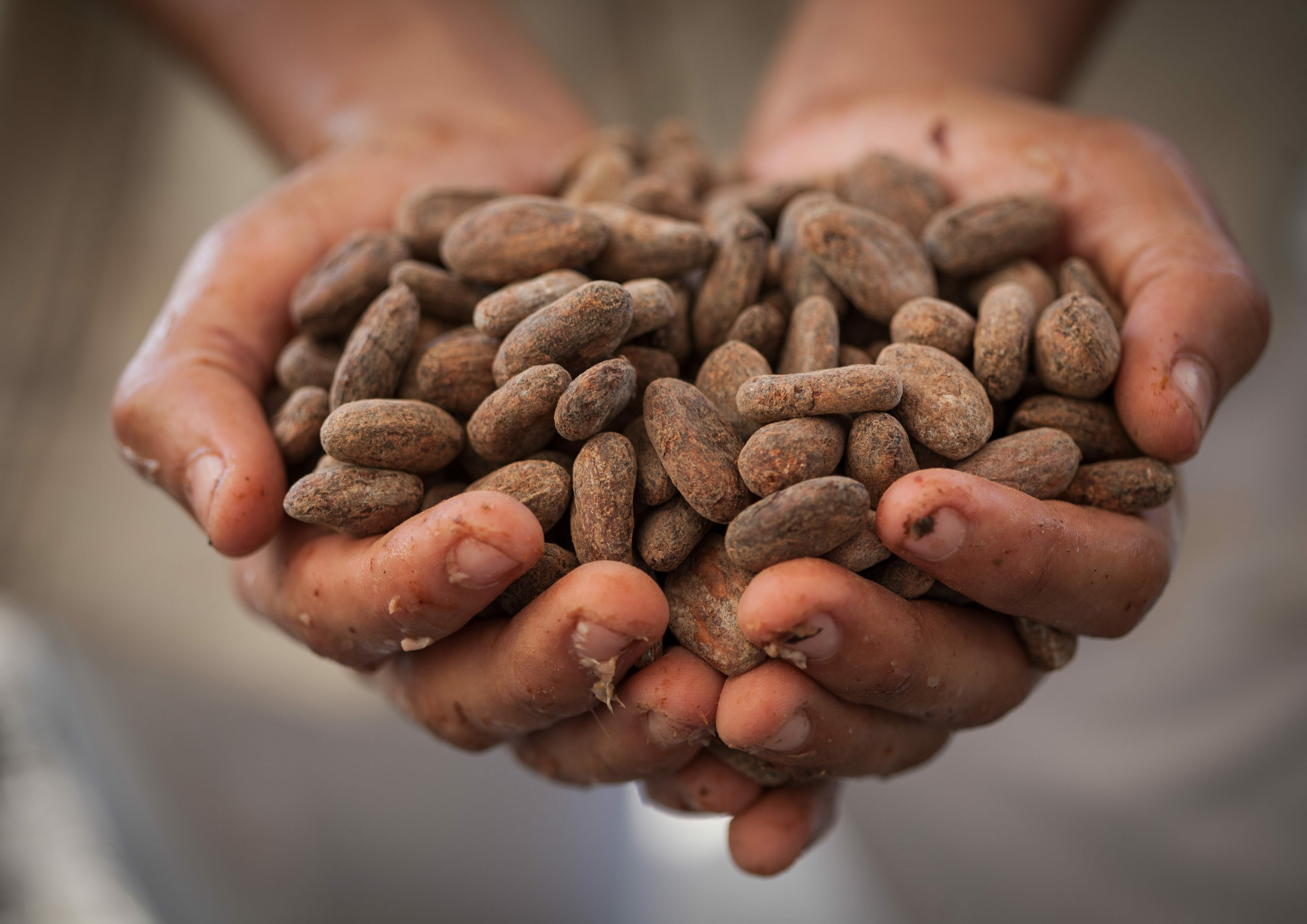 Asociacion de Productores Cacao Alto Huallaga Fairtrade Italia
