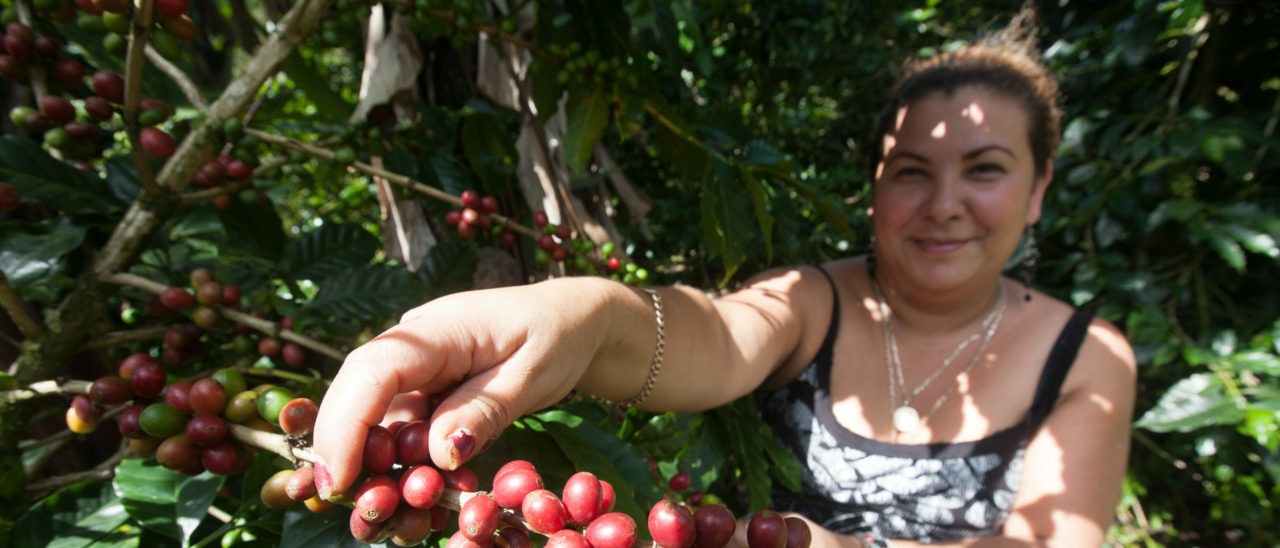 Marlene Talavera, socia Prodecoop, mentre raccoglie caffè