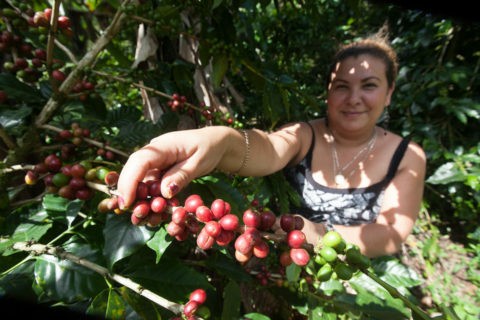 Marlene Talavera, socia Prodecoop, mentre raccoglie caffè