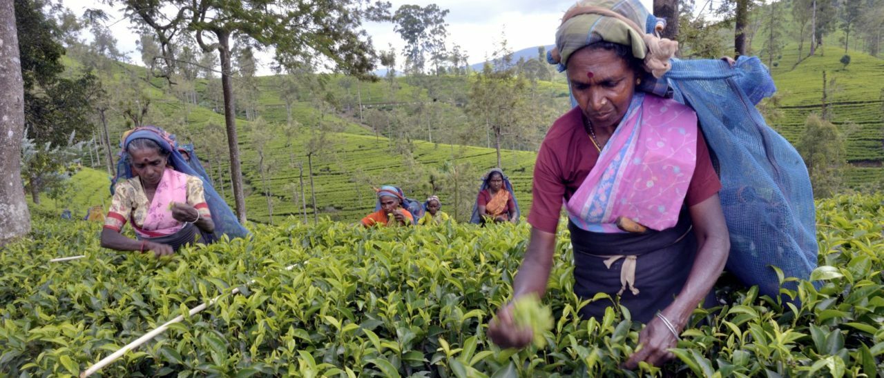 tea fairtrade raccolta