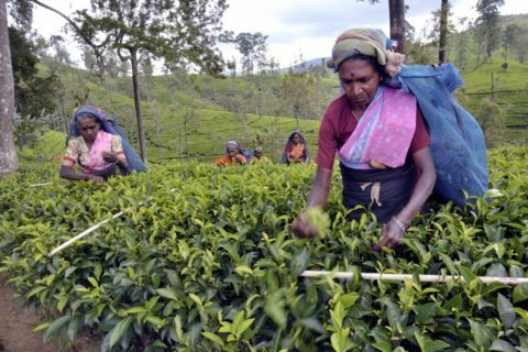 Stockholm Tea Estate