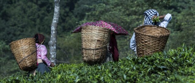 Viaggio nell’India del tè