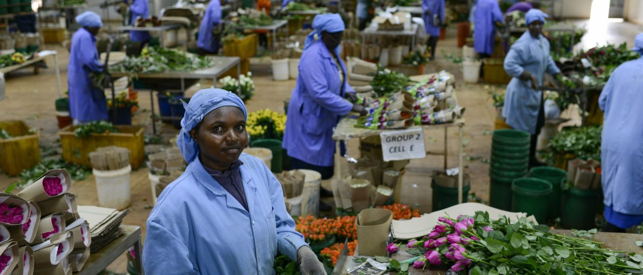 Rose fairtrade dal Kenia