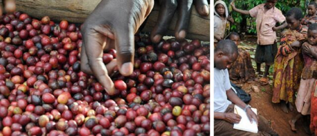 In Tanzania, al fianco dei coltivatori di caffè