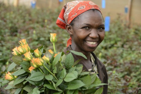 Kenya, Simbi Roses a Thika