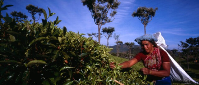 Più tè Fairtrade per combattere la povertà in Assam