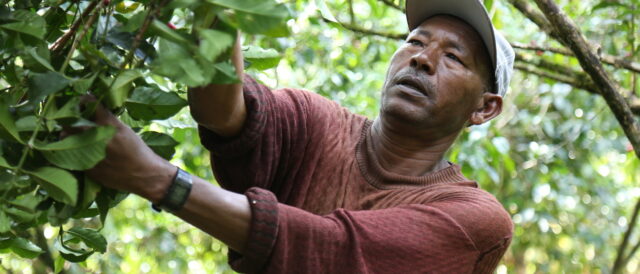 Filiere del caffè: la crisi degli agricoltori dietro il successo di un prodotto
