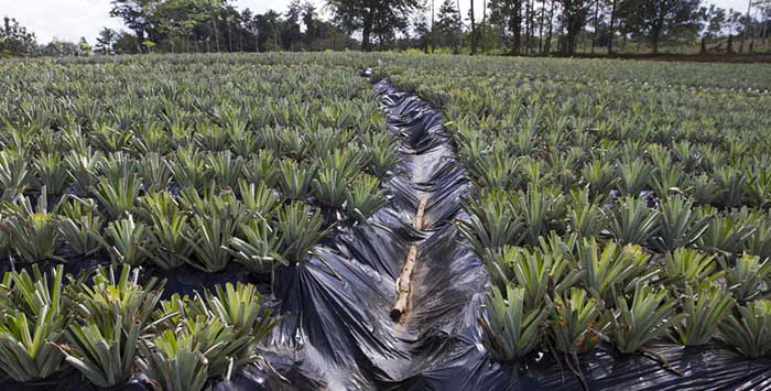 Coltivazione di ananas biologico in Costa Rica, coop. Agronorte