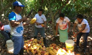 Raccolta del cacao nella comunità di Shepte