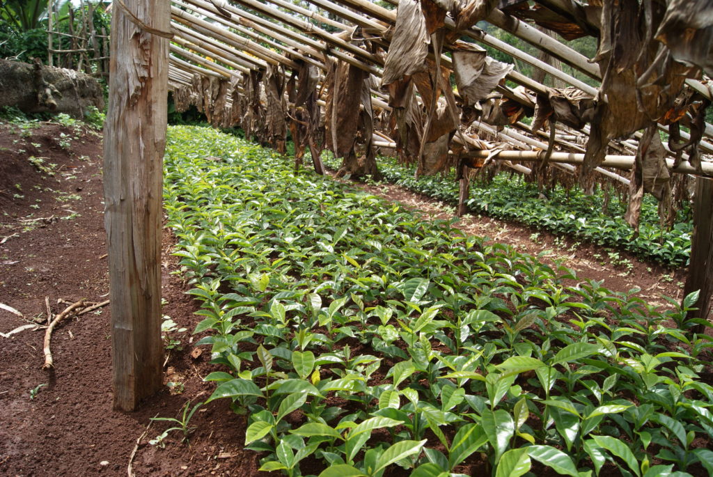 Vivaio di caffè della cooperativa Oromia, in Ethiopia