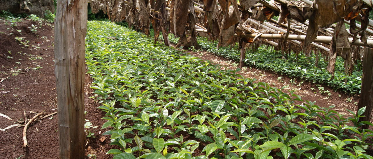 Vivaio di caffè della cooperativa Oromia, in Ethiopia