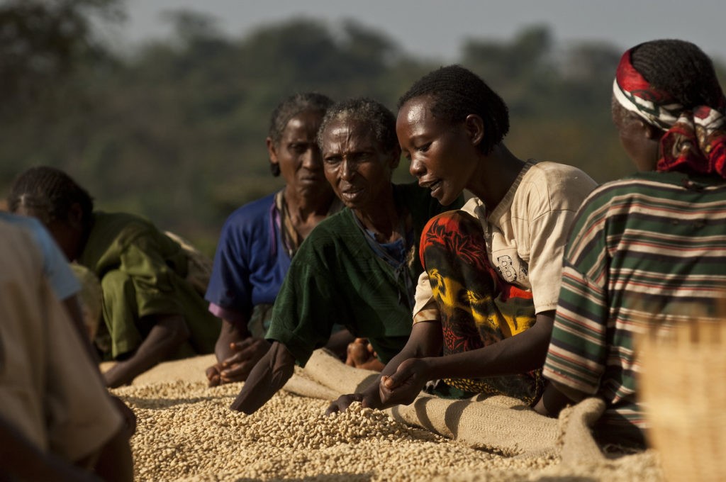 Selezione dei chicchi di caffè verde