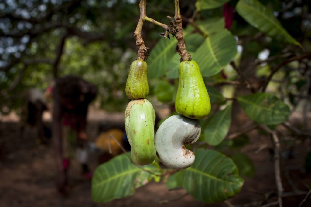 Il frutto dell'anacardo prima della raccolta