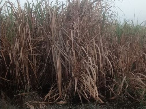 Canna da zucchero rovinata dalla recente alluvione