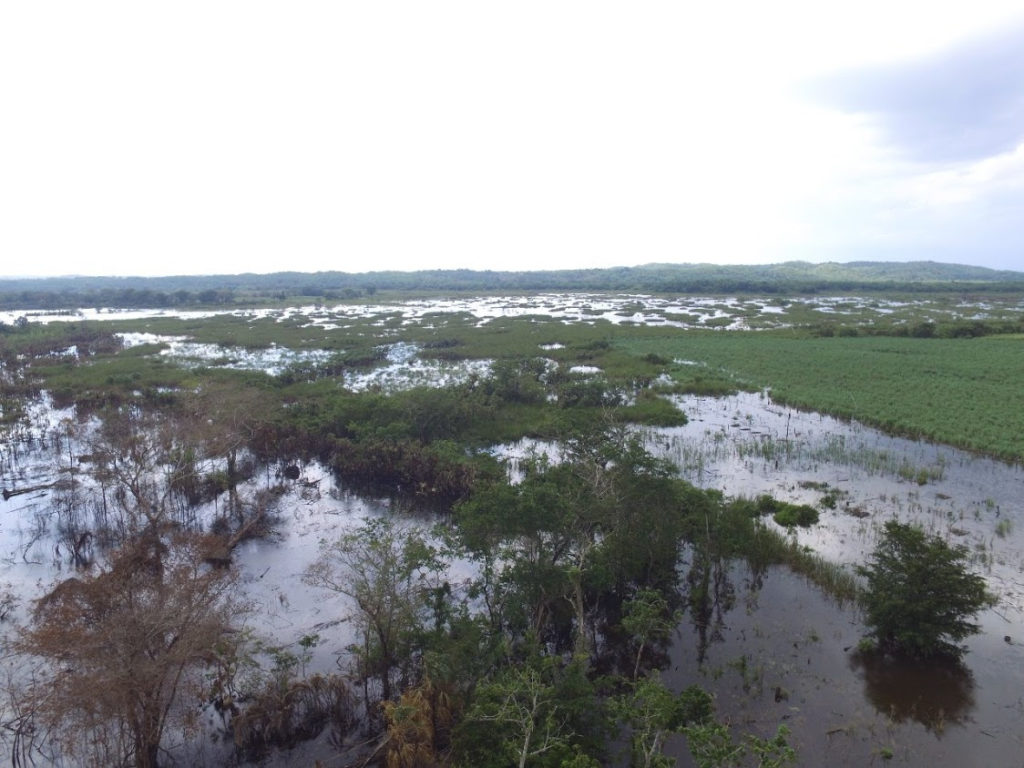 I campi di canna da zucchero allagati a causa delle recente alluvione