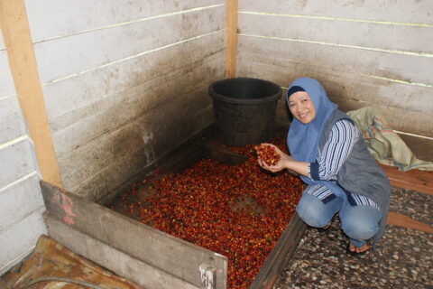 Koperasi Kopi Wanita Gayo