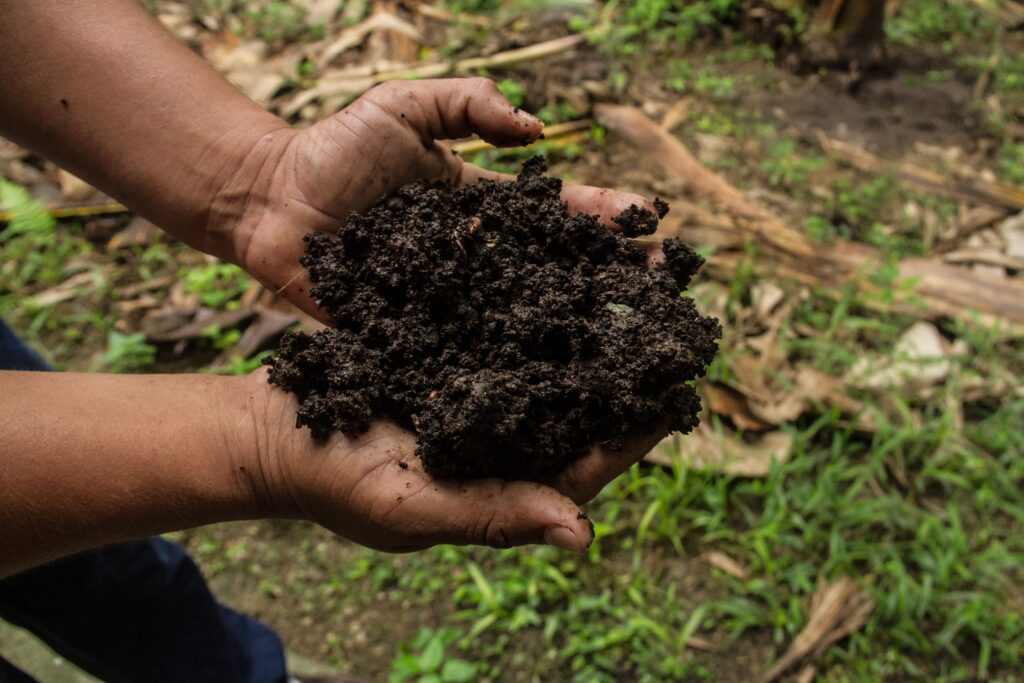 Fertilizzante organico che si produce a Finca El Oro, cooperativa di produzione di banane biologiche in Ecuador.
