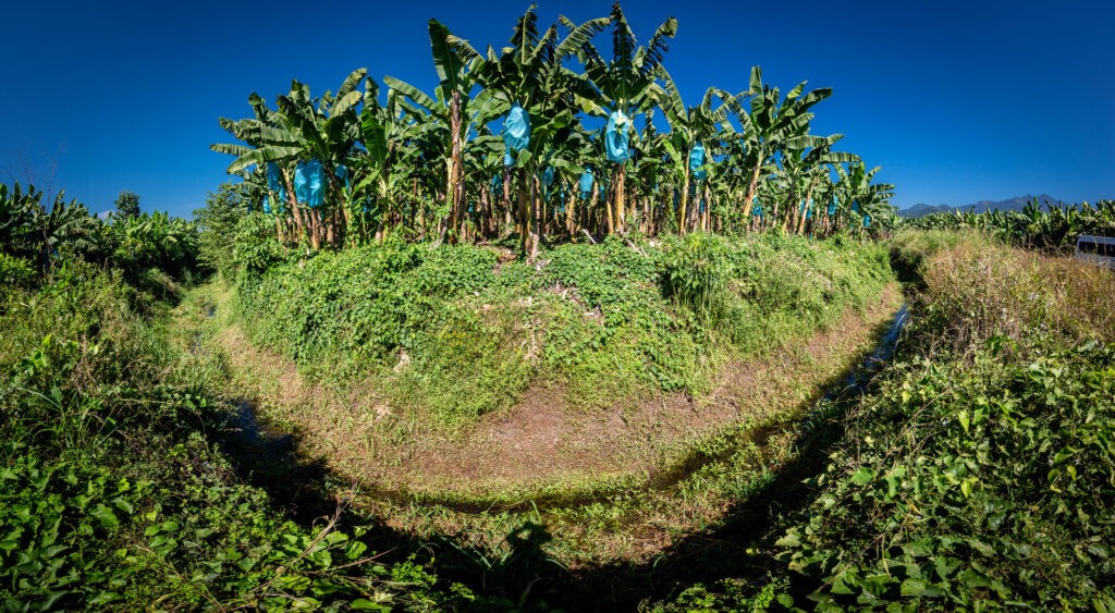 Fossato per la prevenzione della TR4 che sta minacciando le coltivazioni di banane, in Colombia.