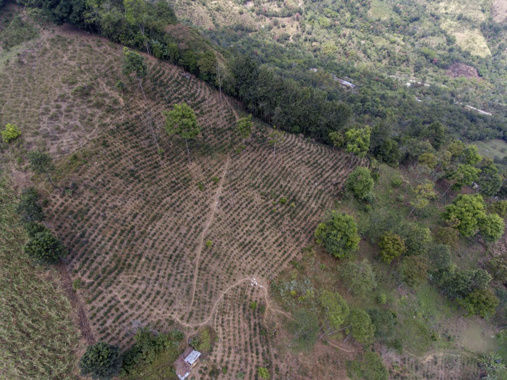 Montero, Piura, Peru. Progetto di riforestazione presso la cooperativa Norandino. ©Eduardo Martino