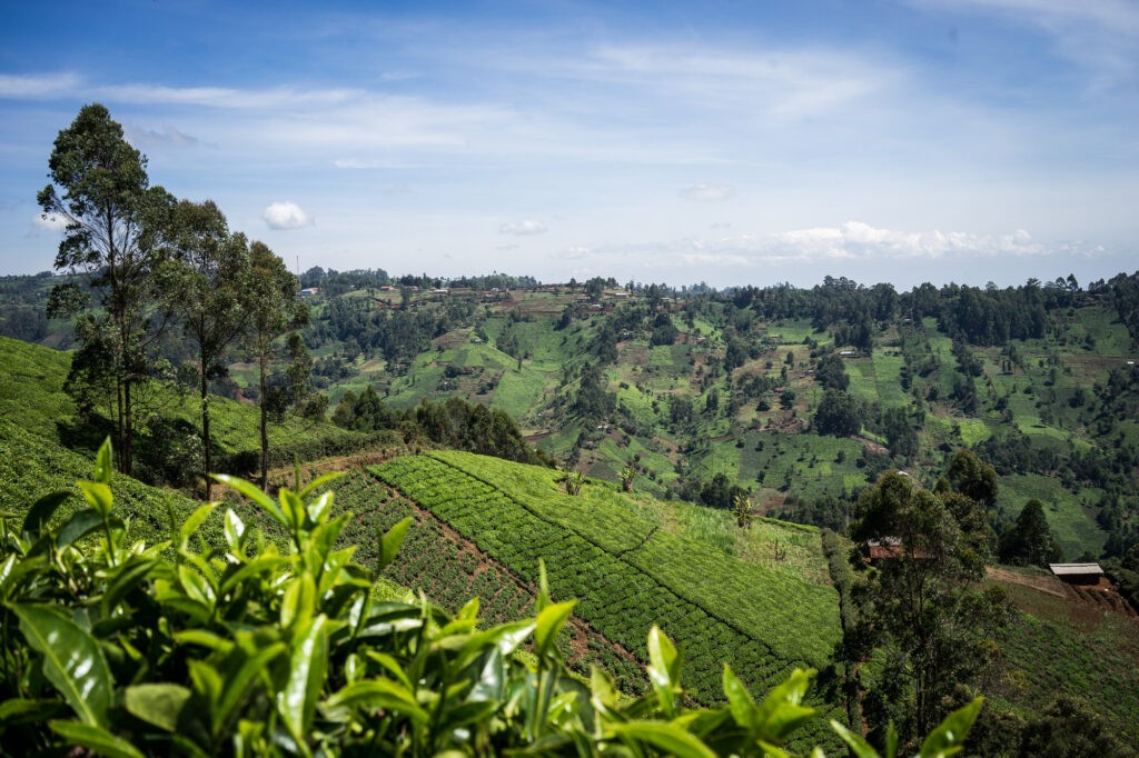 Piantagioni di tè in Kenya