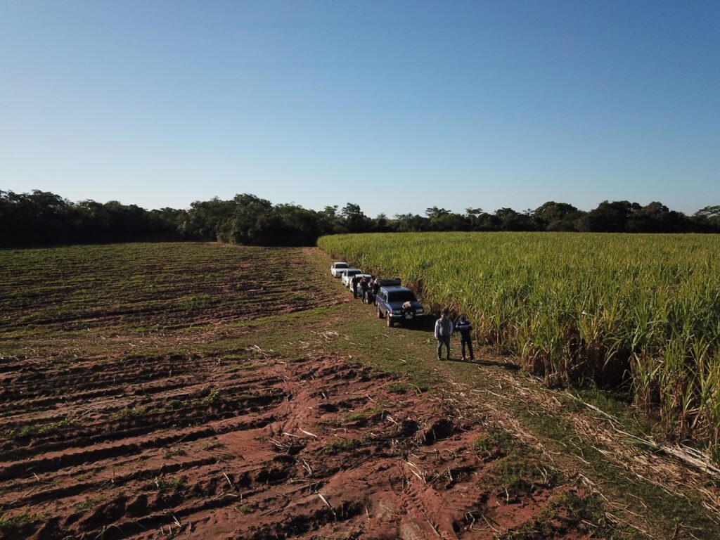 Foto di un campo di canna da zucchero dal drone