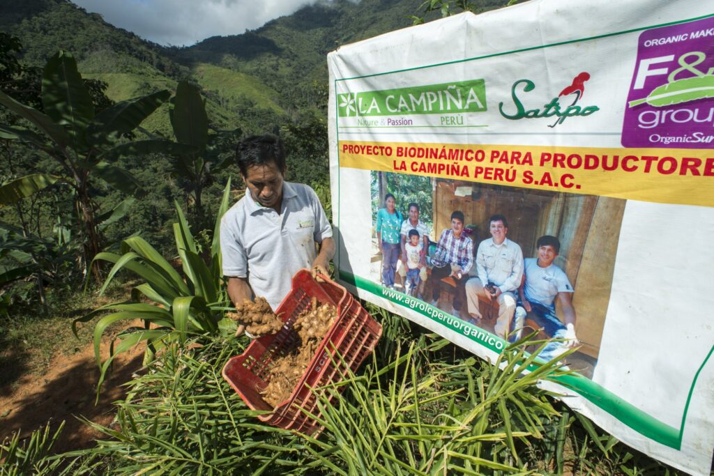 Gabriel Caja Julcarima, socio di La Campiña, mostra le radici di zenzero appena lavate.