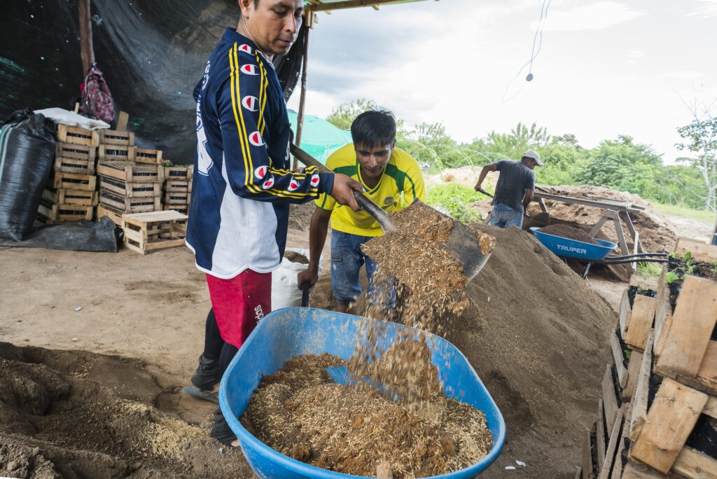 Il compost è un ingrediente fondamentale nella coltivazione di cacao biologico ad Acopagro (Perù).