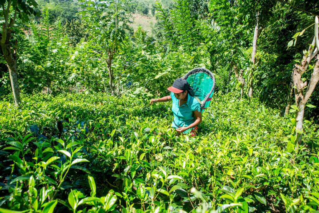 Coltivazione di tè biologico a Sofa (Sri Lanka).