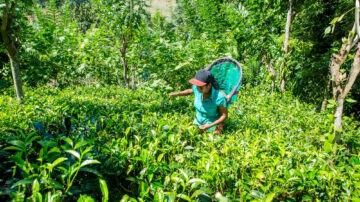 Migliora lo Standard Fairtrade per il tè