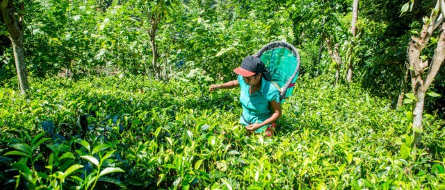 QUAL È LA DIFFERENZA TRA FAIRTRADE E BIOLOGICO?