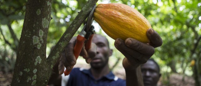 Il gelato che fa bene ai coltivatori di cacao