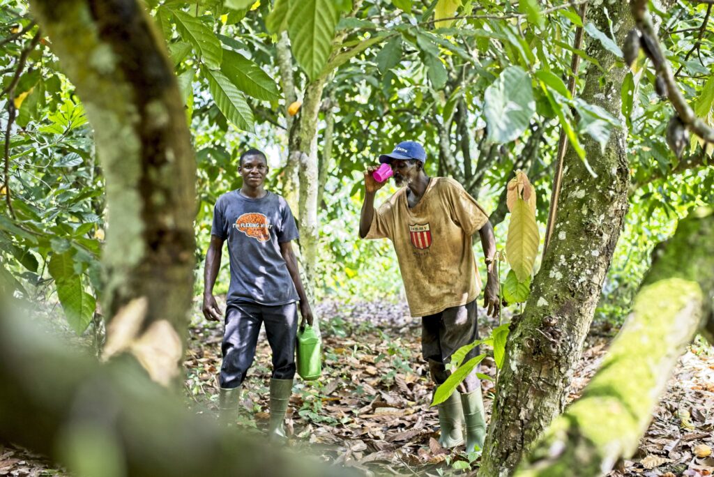 Due uomini fanno un apausa mentre raccolgono il cacao, Costa d'Avorio