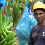 Un grande passo in avanti per i lavoratori del settore delle banane nel mondo