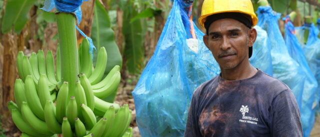 Un nuovo Salario Base per i coltivatori di banane