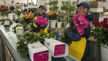 Fairtrade per le donne nelle serre dei fiori dell'Ecuador