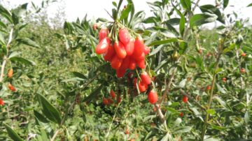 La storia delle bacche di goji Fairtrade