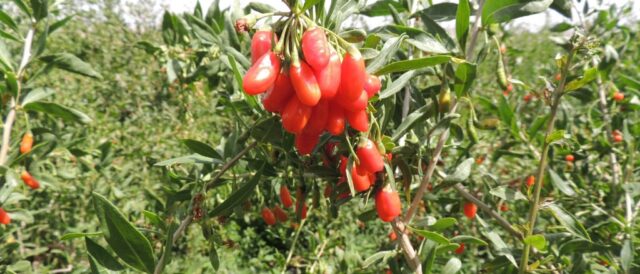 La storia delle bacche di goji Fairtrade