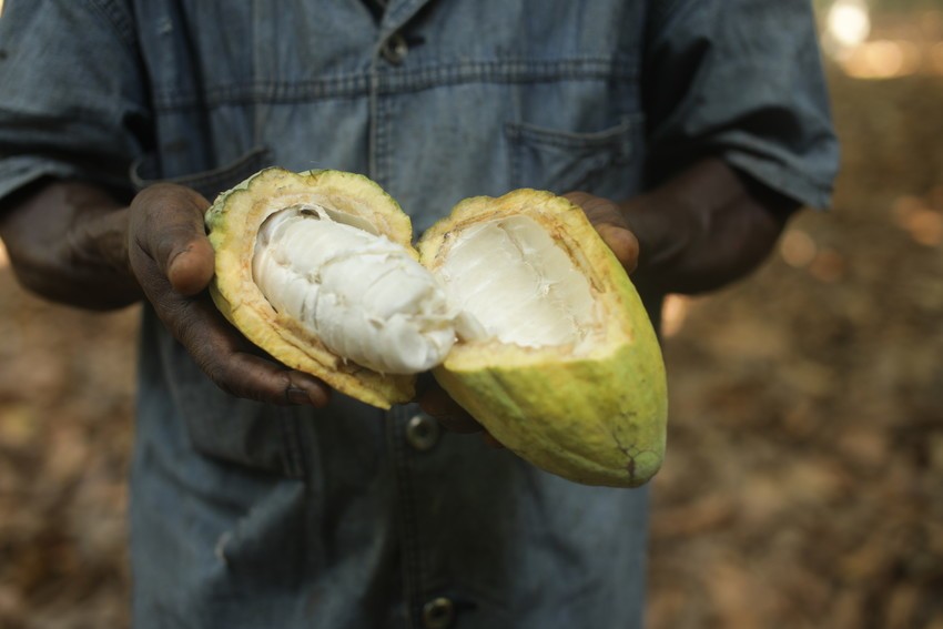 Crollo del prezzo del cacao: Fairtrade invita l’UE alla regolamentazione del settore per un reddito dignitoso dei coltivatori