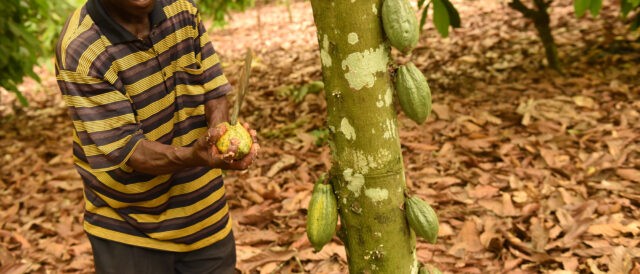 Un nuovo percorso per la gestione delle foreste in Ghana