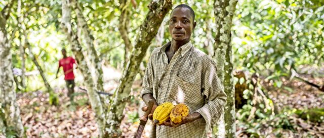 I redditi dei coltivatori di cacao Fairtrade sono aumentati