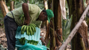 Fairtrade aumenta il Prezzo Minimo delle banane per aiutare i produttori vittime della “stretta finanziaria”