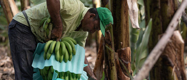 Fairtrade aumenta il Prezzo Minimo delle banane per aiutare i produttori vittime della “stretta finanziaria”