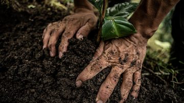 Nuove soluzioni “green” per gli agricoltori: Fairtrade e Grow Ahead fanno squadra