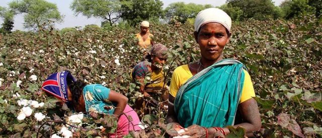 Un progetto pilota apre nuove speranze per i coltivatori di cotone bio