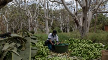 I bananeros e la crisi dei prezzi