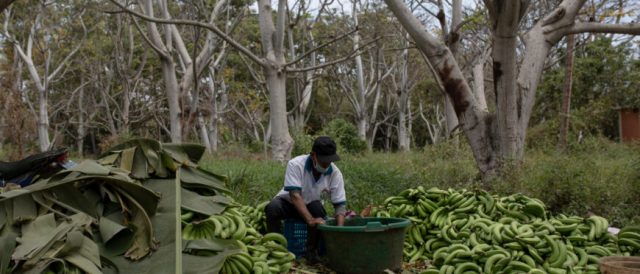 I bananeros e la crisi dei prezzi