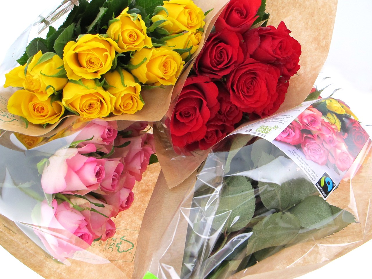 Rose Fairtrade