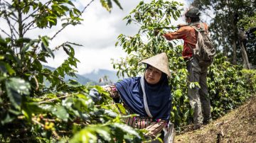 Arriva il nuovo prezzo Fairtrade per il caffè dell’Indonesia